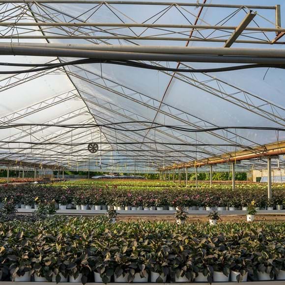 Greenhouse