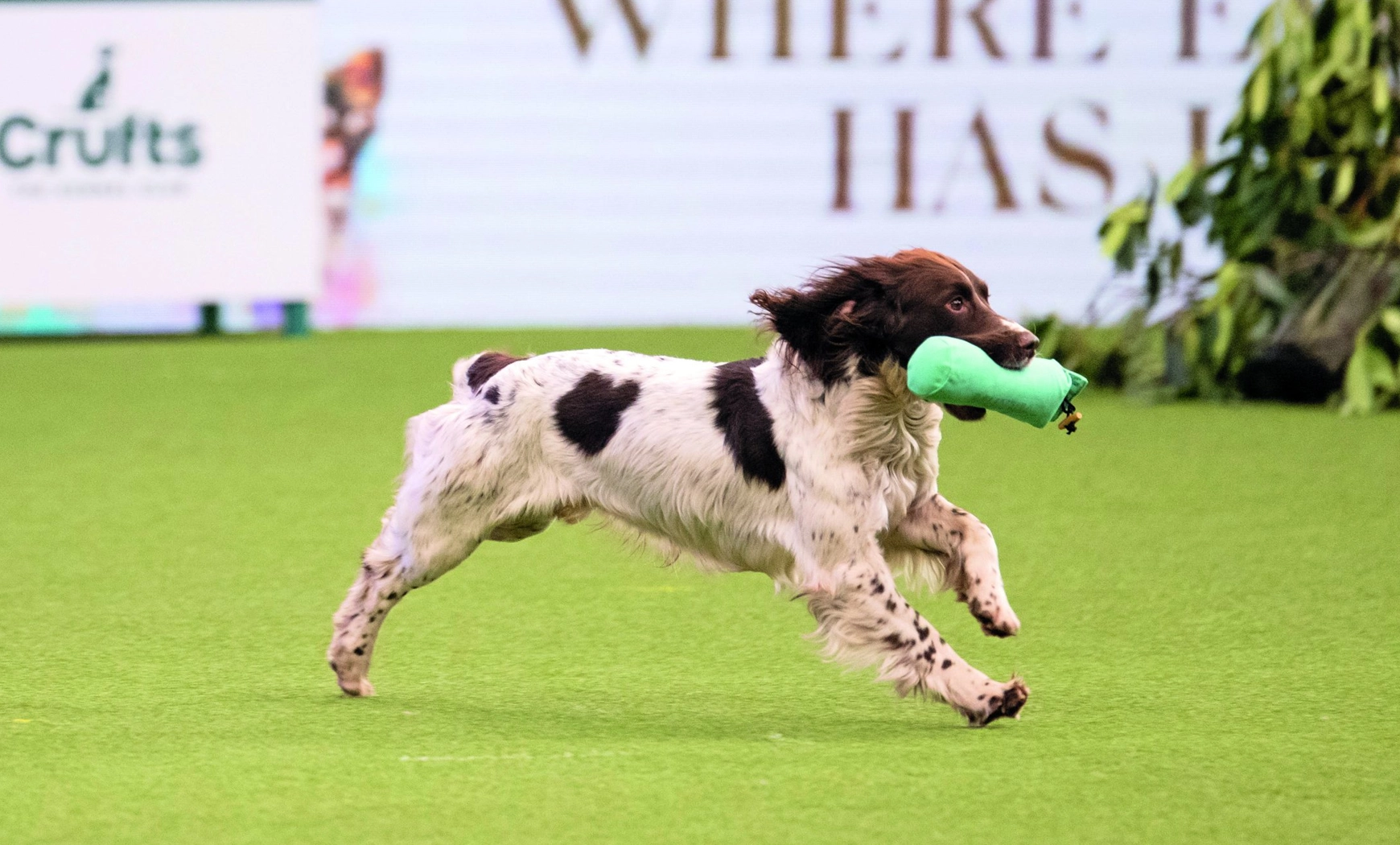 Driving Digital Transformation Kennel Club